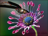 Jeweled Dragonfly 3D Screensaver screenshot